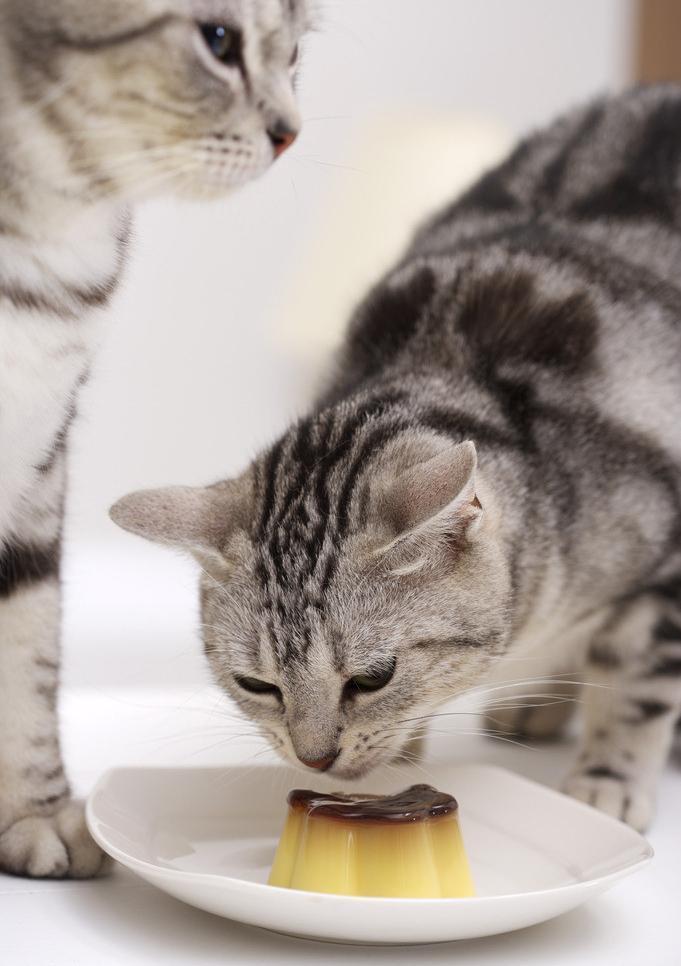 猫粮粗蛋白质多少合适吃高好还是低好（粗蛋白40%以上的猫粮）