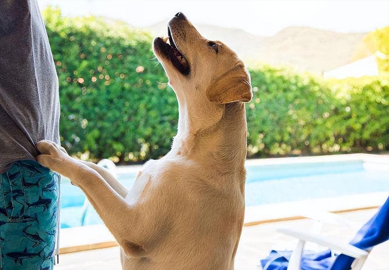 拉布拉多幼犬价格多少钱一只纯黑（教你看拉布拉多纯种不纯种的图片）