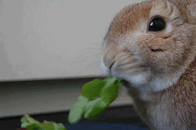 宠物母兔子怀孕多久后能再次生产（兔子怀孕后期要多久生产？要注意什么？）