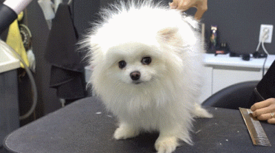 超小型宠物狗品种大全图片及价格（家庭适合养的小型犬）