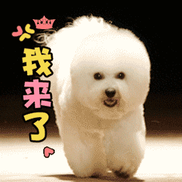 洋气冷门好听的狗名字大全（网上最火的狗的名字大全）