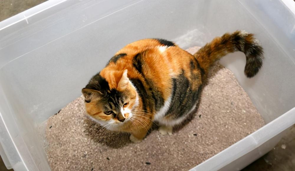 40天的小猫抱走可以养活吗为什么（新手喂养1至2月幼猫喂养方法）