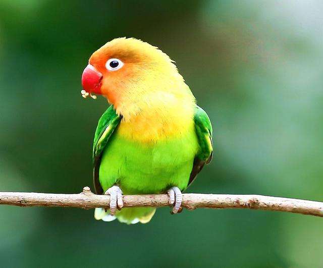 鹦鹉也能烧出舍利子？舍利子并非高僧专属，人工舍利子9块9包邮？