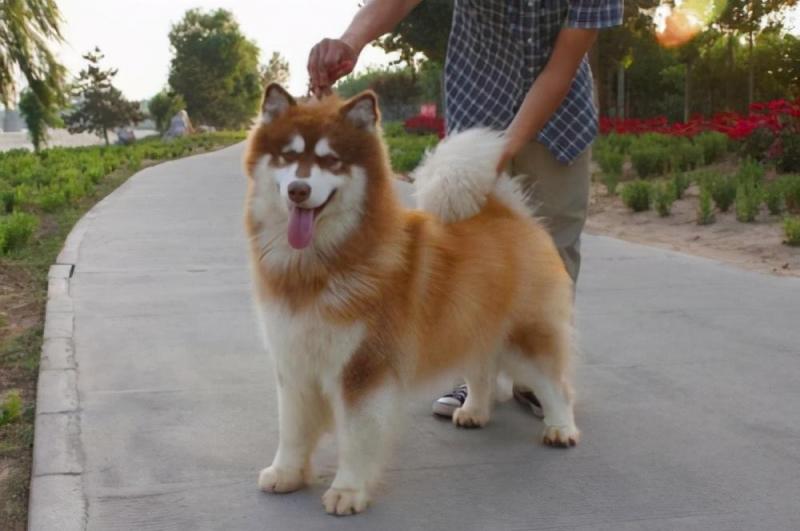 拉斯维加斯犬多少钱（阿拉斯加大型犬图片）