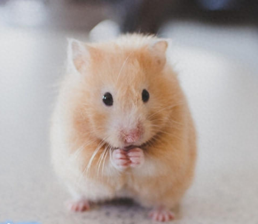 盘点新手养脾气最好的仓鼠有哪几种（详解：5种仓鼠的特点）