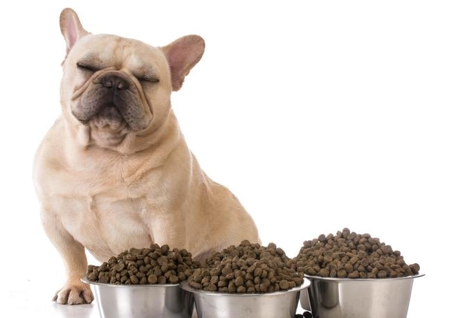 狗狗吃什么零食比较好呢