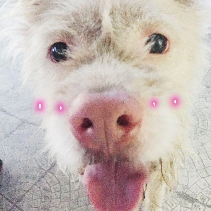 下司犬的优点和缺点有哪些（下司犬图片纯种）