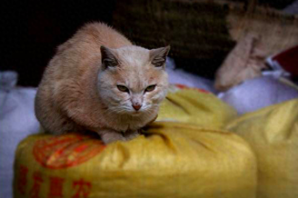 狗一胎生几个最吉利（民间说法：“双猫独狗，越过越有”）