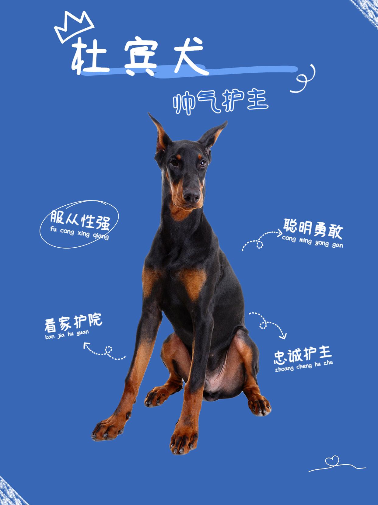 女生独居养什么狗防身（适合女生养的大型犬）