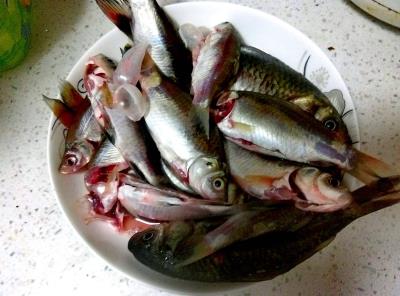 鱼怎么清洗干净（保证收拾起鱼简单又干净）