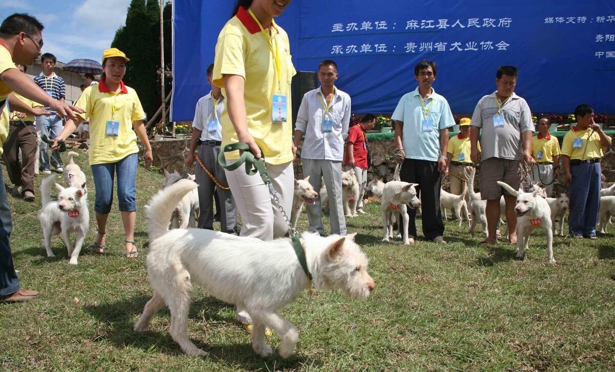 下司犬真的适合家养吗（详解：下司犬不适合家养的原因）