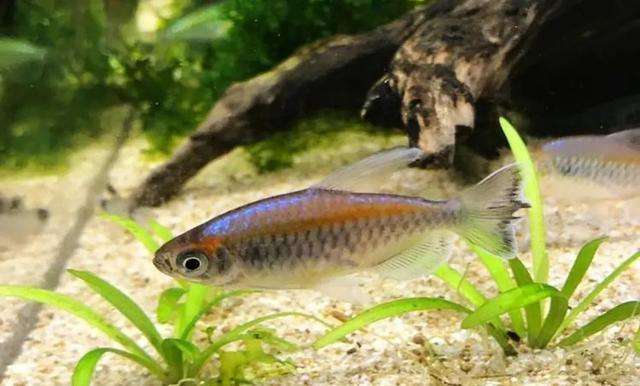 草缸十大首选鱼，总有一类适合你