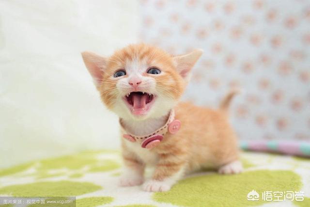 幼猫一日三餐怎么安排合适(附：猫咪1-2个月的喂养清单)