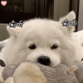 洋气冷门好听的狗名字大全（网上最火的狗的名字大全）