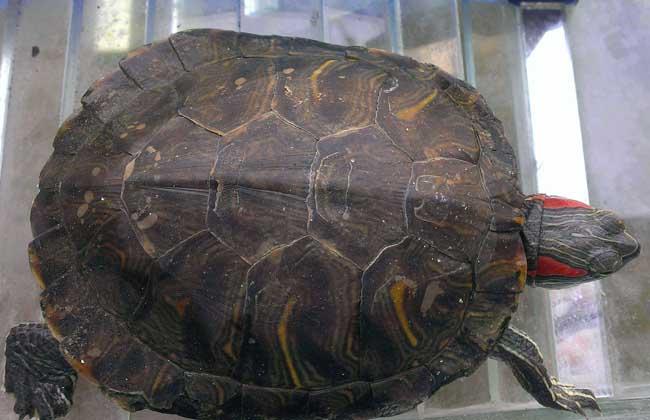 怎么知道乌龟怀孕了巴西龟怀孕了 怎么看（乌龟没有沙子会下蛋吗）