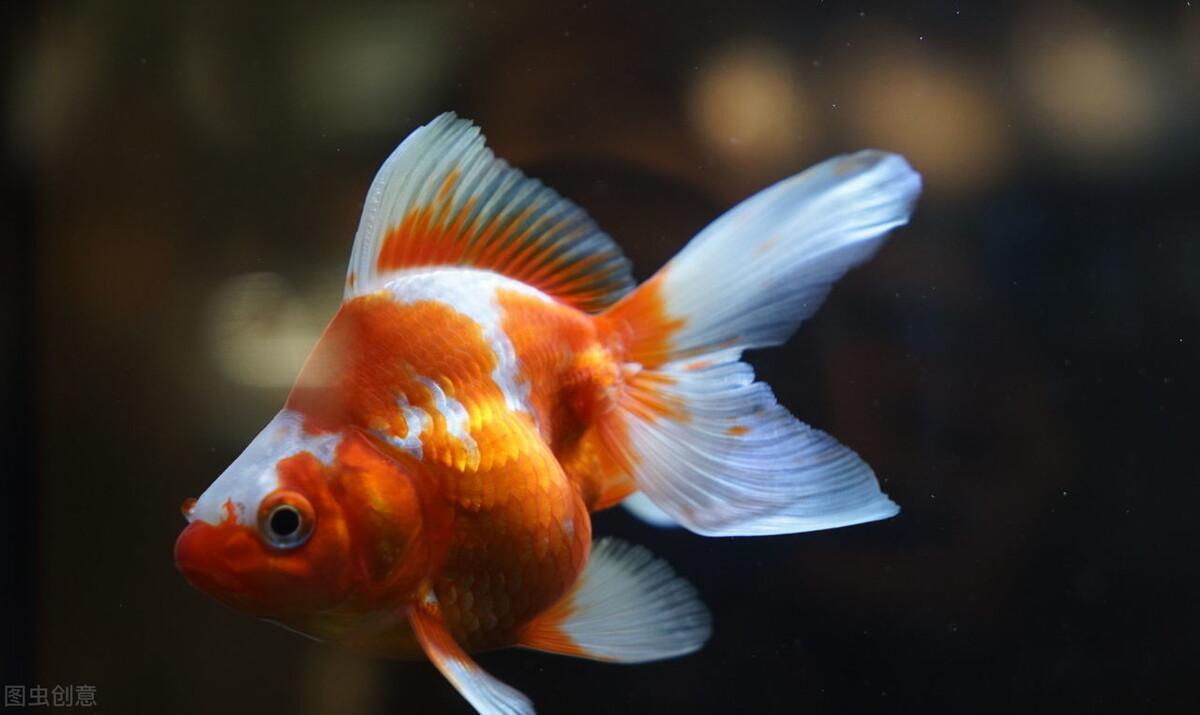 观赏金鱼怎么养（附：有关养金鱼的技巧和方法）