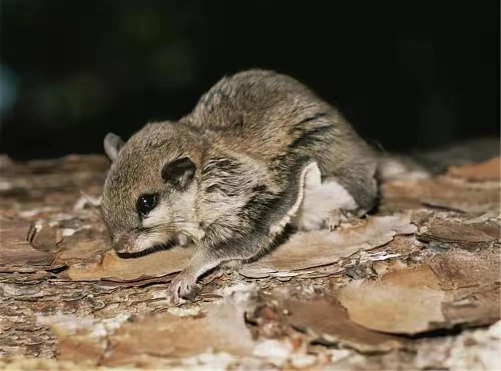 寒号鸟是种什么动物（寒号鸟是鼠类还是鸟类讲解）