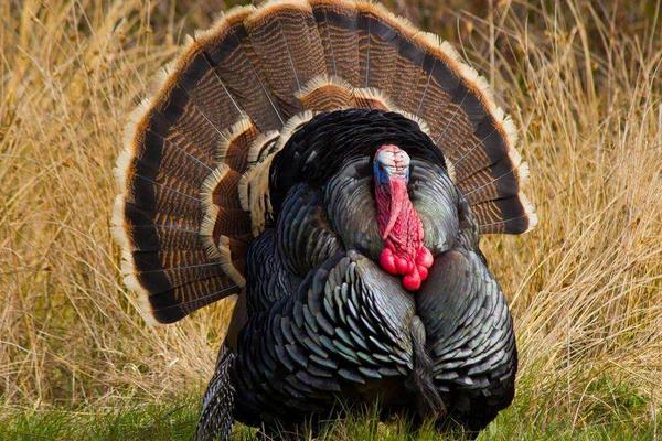火鸡喜欢吃什么食物（附：火鸡吃什么长得最肥美）