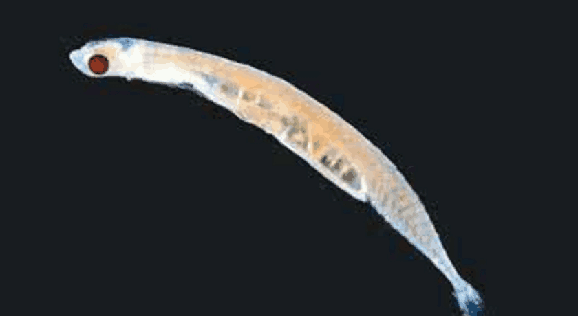 世界上最小的鱼叫什么（最漂亮的小鱼苗图片）