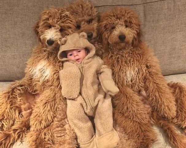 巨型贵宾犬价格（正宗贵宾犬几种图片欣赏）