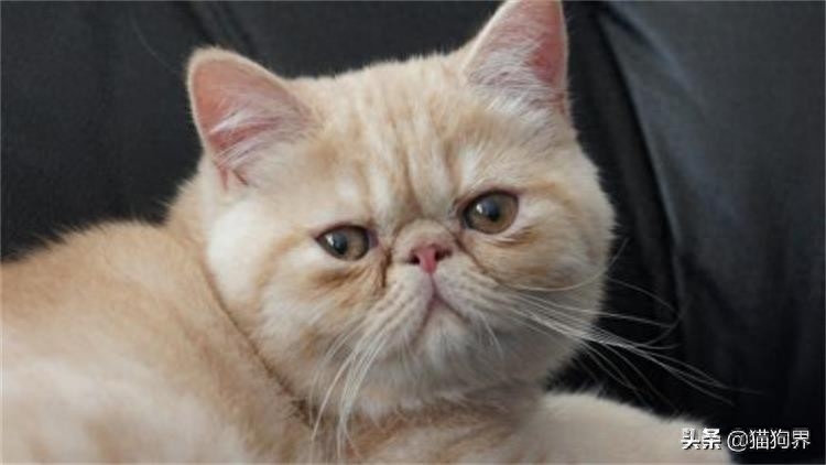 一招辨别猫鼻支的方法靠谱吗