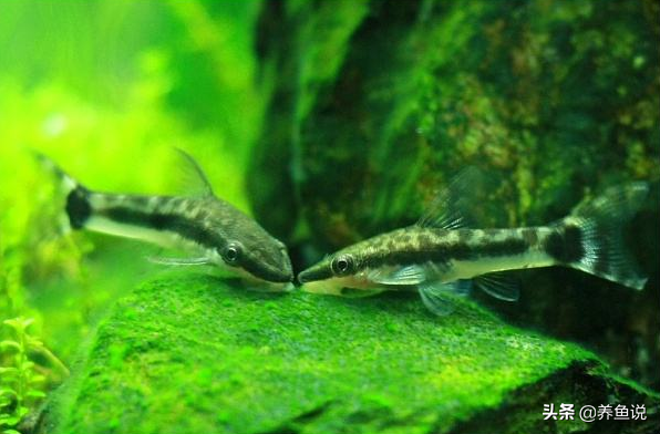 清道夫图片大全大图（鱼缸内养清道夫的利弊及饲养方法）