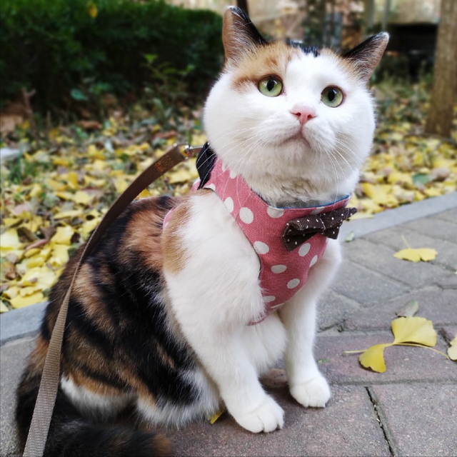 三花猫智商高吗（智商很高且通人性）