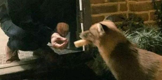 受伤狐狸寻求男子帮助，试探一年后，却带着“孩子”来投奔！