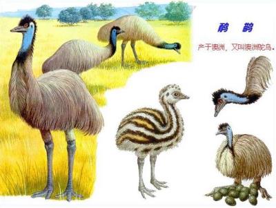 鸵鸟政策是什么政策（扯淡的鸵鸟政策）