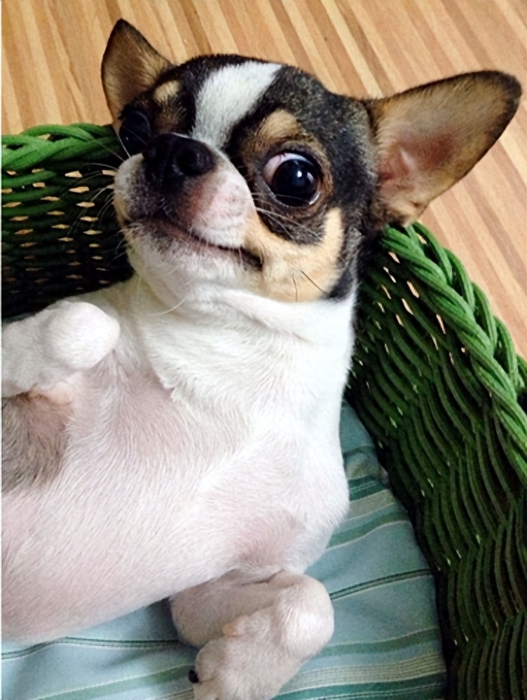 吉娃娃狗多少钱一只（附：了解吉娃娃的优缺点养后不心累）