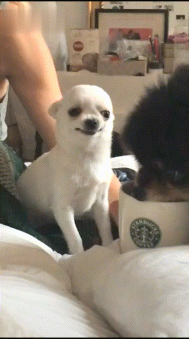 吉娃娃狗多少钱一只（附：了解吉娃娃的优缺点养后不心累）