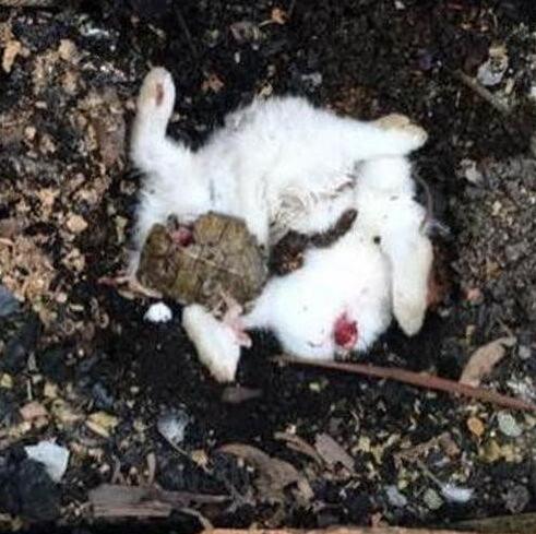 女主人嫌二哈没玩伴，给它买回乌龟和兔子，结果却让她傻眼了 