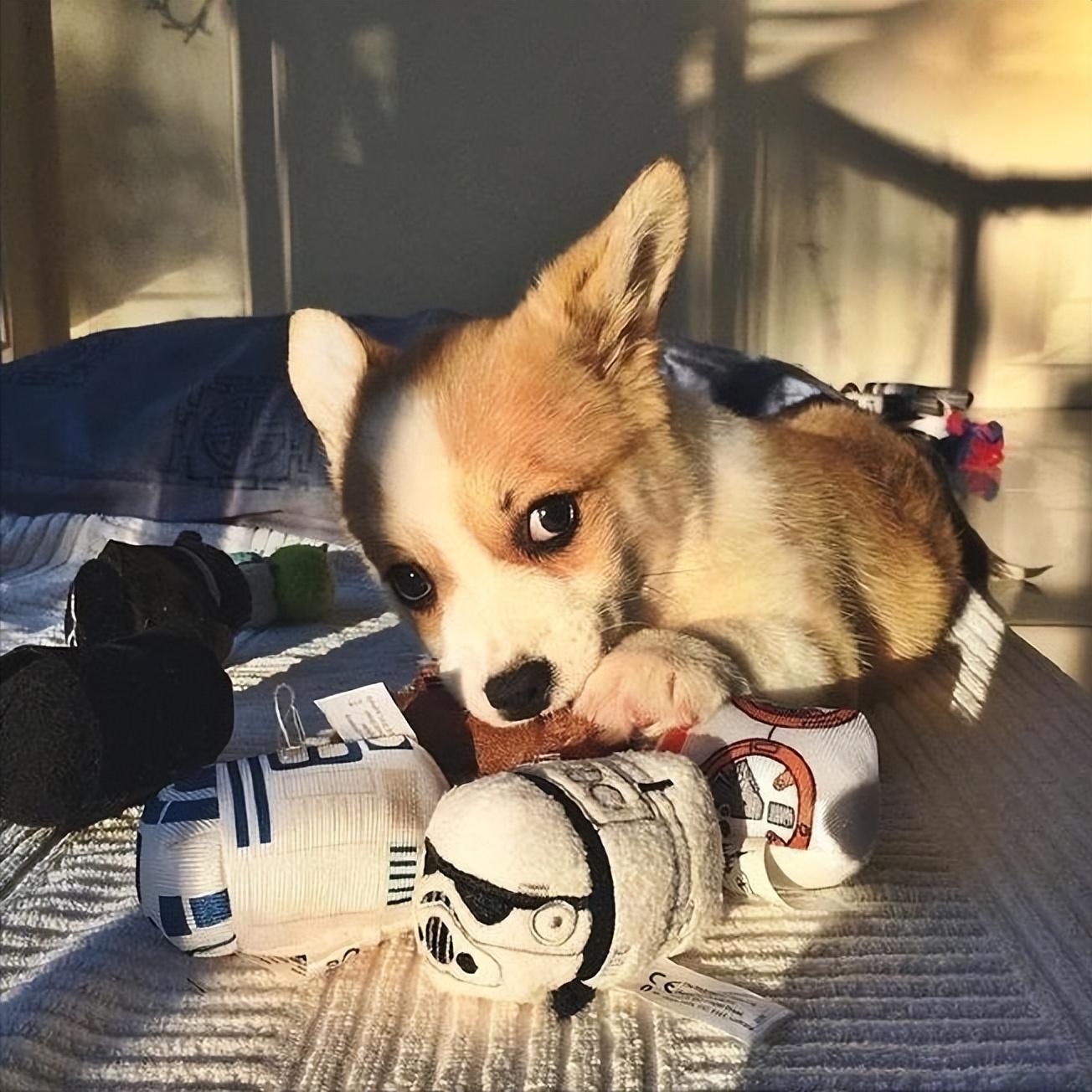 什么狗最护主但不禁养（中国允许养的护卫犬详细介绍）