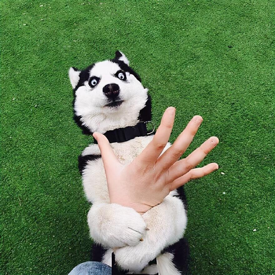 哈士奇对主人有感情吗（哈士奇怎么训练听话的方法大全）