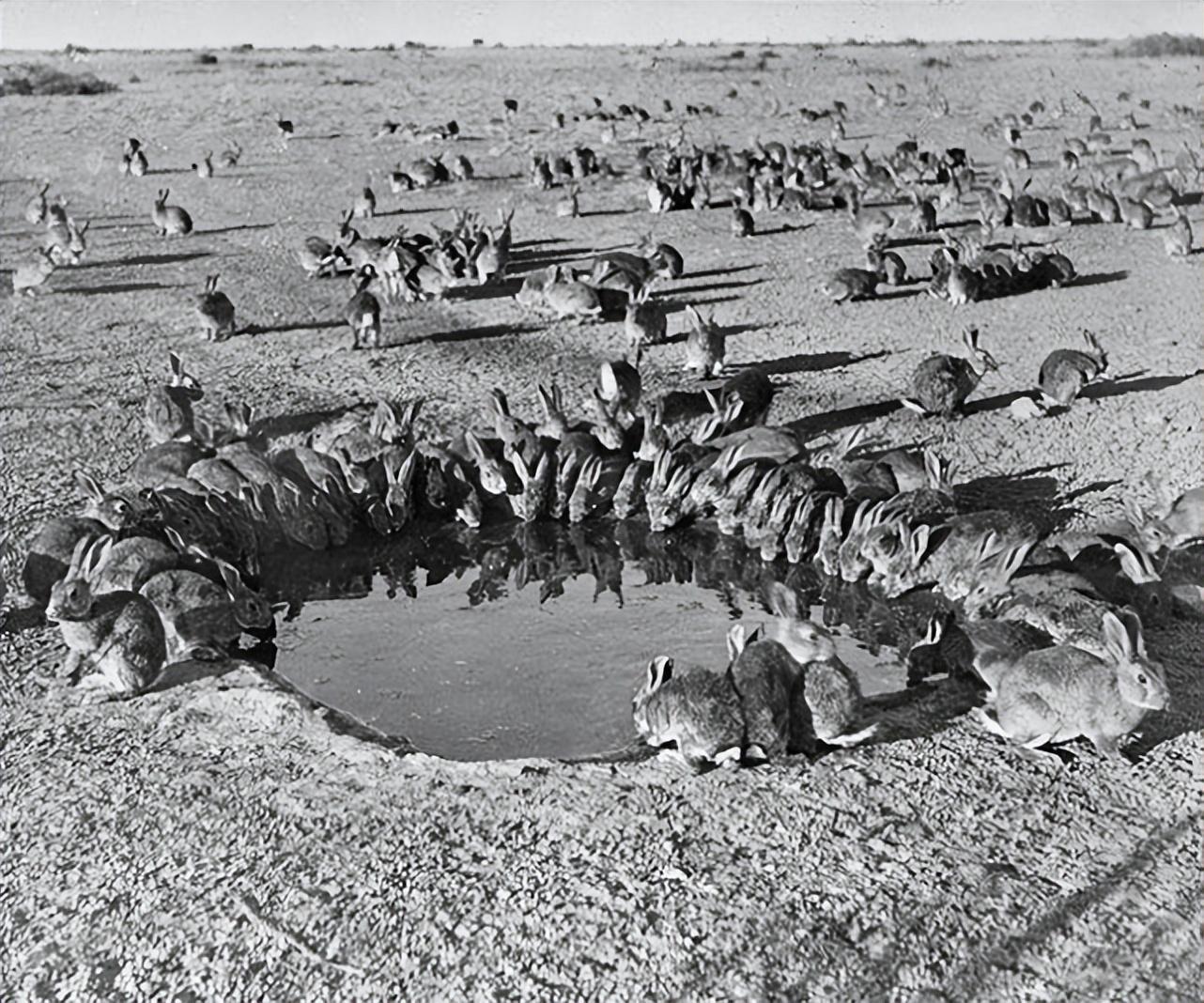 兔子繁殖周期有多久（详解：兔子配种的方法）