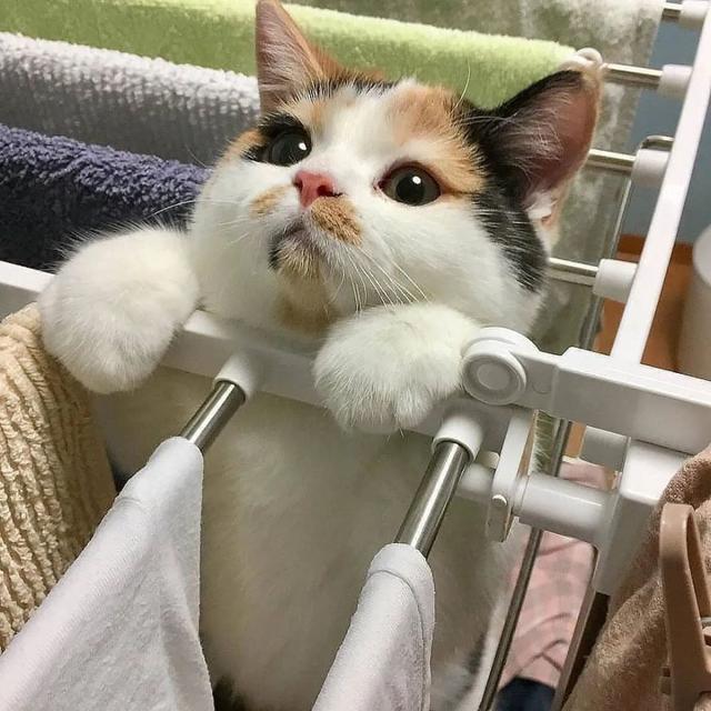 三花猫的优点和缺点(三花猫有什么特点好处)