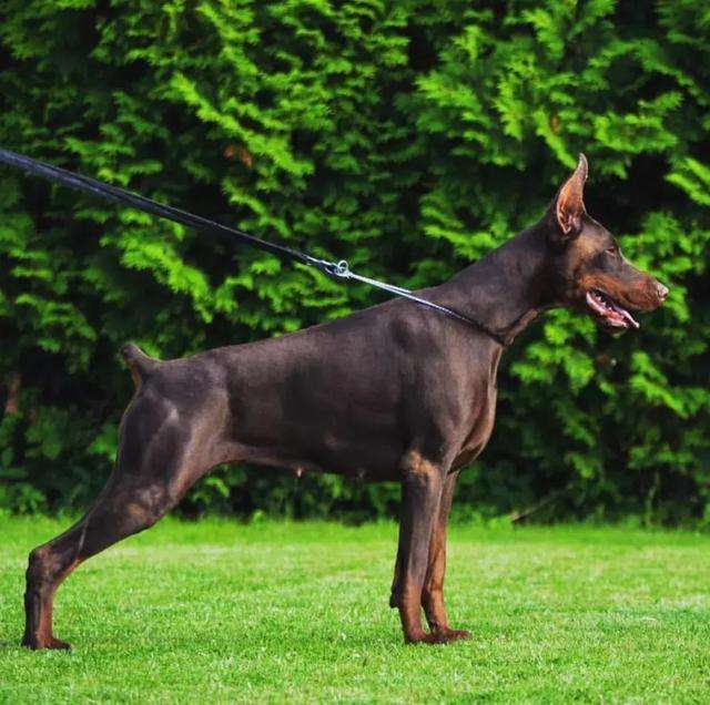 杜宾德系与美系，两个不同的世界