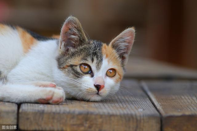 猫咪大便正常但是带血(猫咪大便正常但是带血怎么治疗)