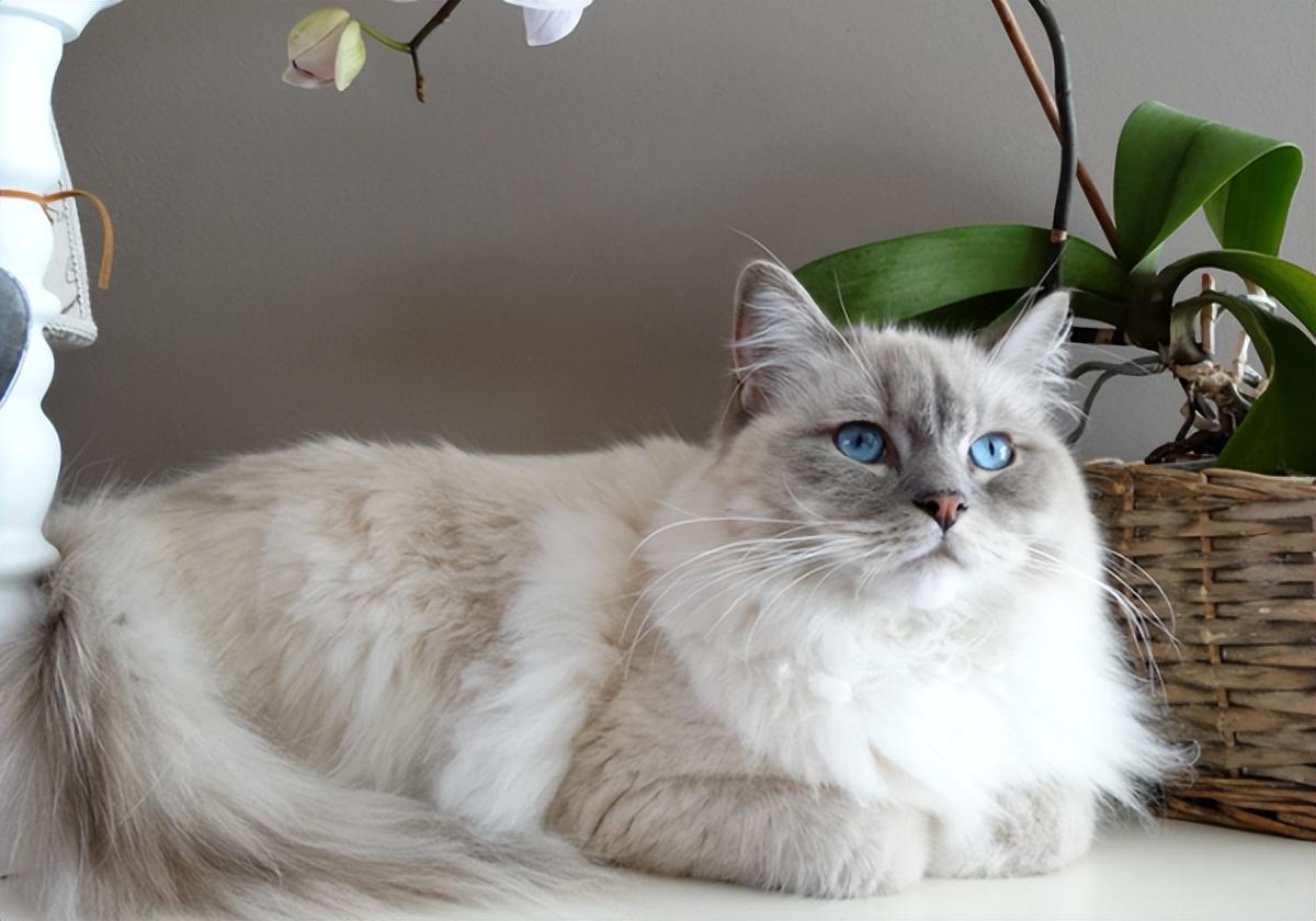 伯曼猫——被称为护殿神猫你了解吗（附：伯曼猫图）