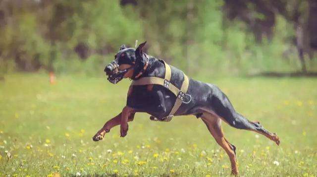 杜宾德系与美系，两个不同的世界