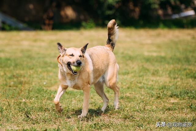 猫科动物和犬科动物的区别在哪里(猫科动物和犬科动物的区别是什么)
