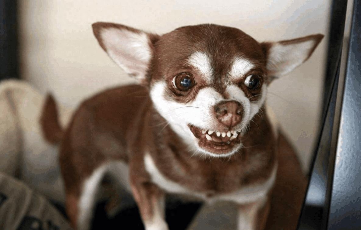 吉娃娃狗多少钱一只（附：了解吉娃娃的优缺点养后不心累）