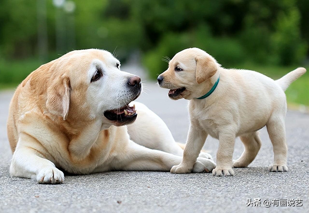 晚上猫拦路预示好的还是坏的（不认识的猫咪拦着路不让走是吉是凶）