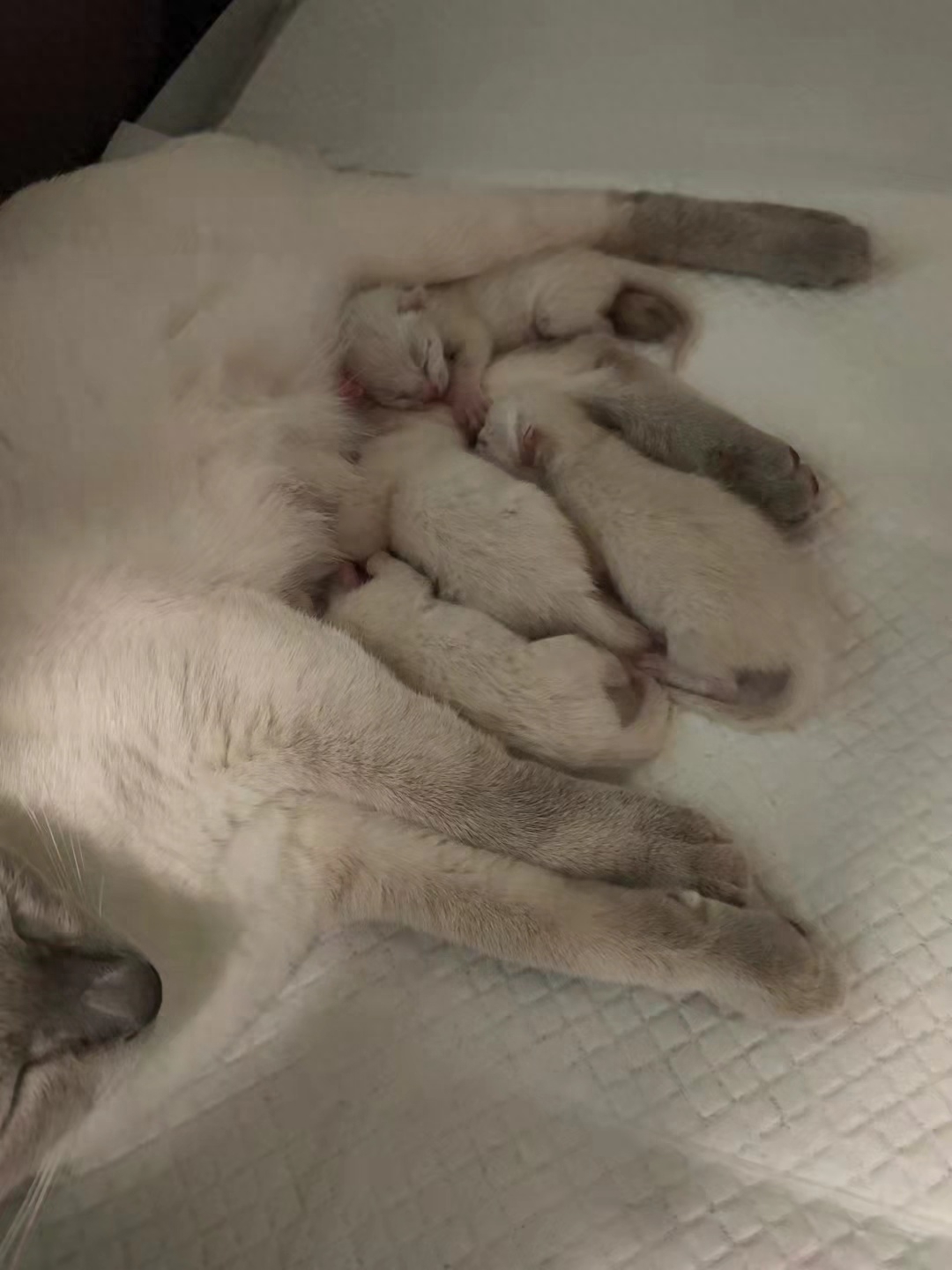 宠物猫陪产要注意的产前征兆有哪些（详解：猫咪临产前的5个特殊征兆）