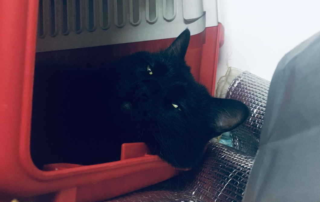 猫和狗哪个智商高一点（猫和狗哪个更通人性）