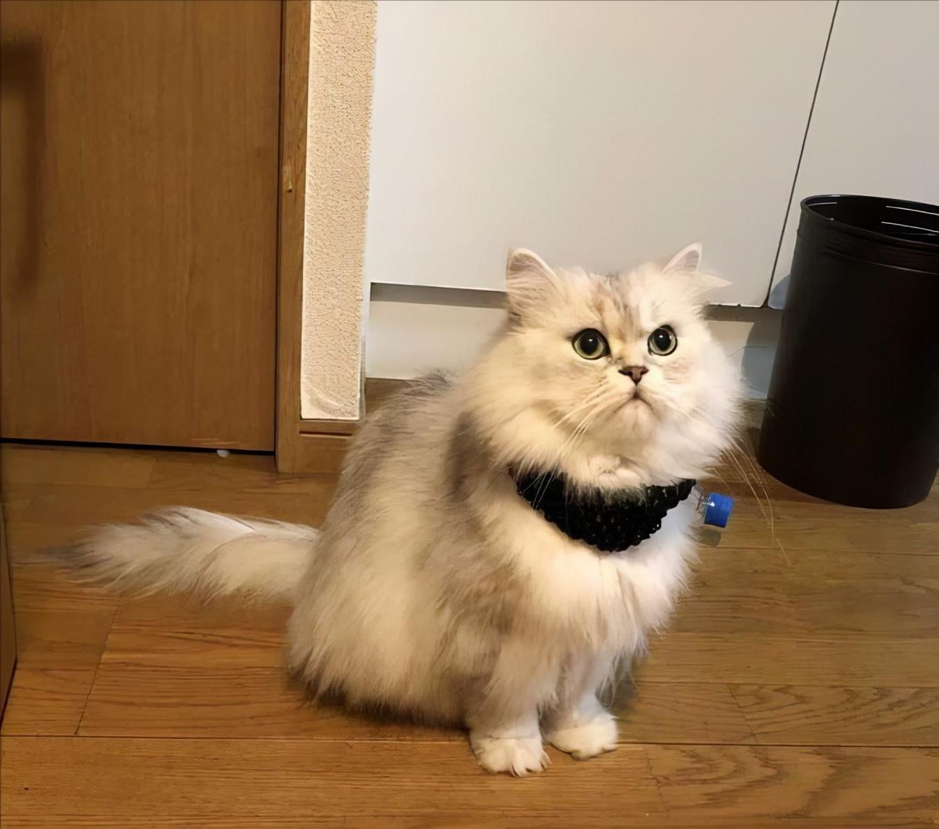 金吉拉猫难养吗（了解不养金吉拉猫的原因）