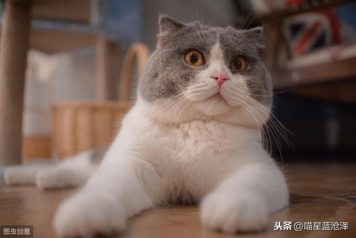 宠物长毛蓝猫多少钱一只啊（蓝猫短毛贵还是长毛贵含价格表）