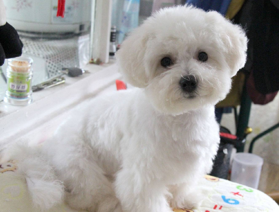 比熊多大就不闹腾了呢（比熊剃毛后一个月图片有吗）