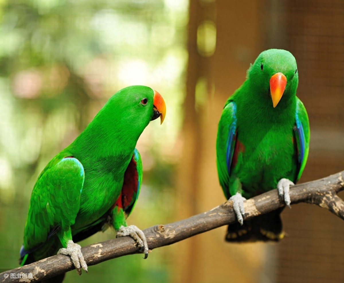 排名前10最会说话鹦鹉有那些（附：千元以内推荐第一种）