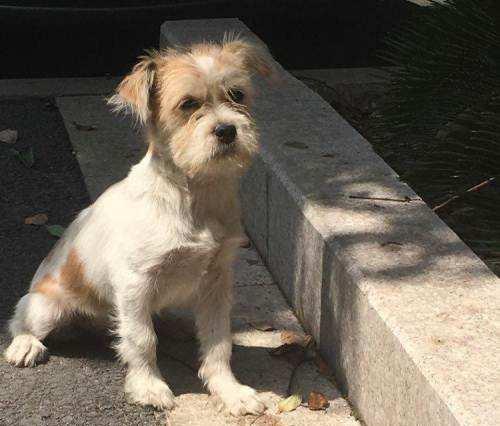 白色雪纳瑞图片（纯种雪纳瑞幼犬市场价）